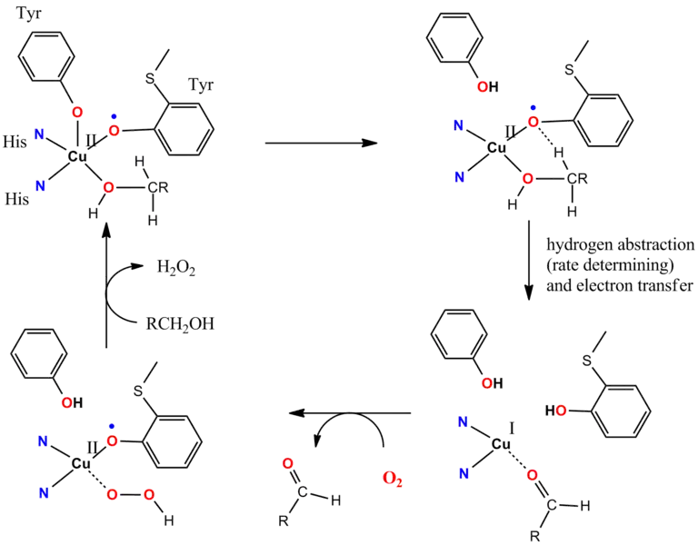 Cycle catalytique de la galactose oxydase&nbsp;(en).