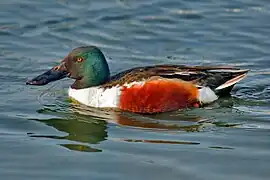 Canard souchet
