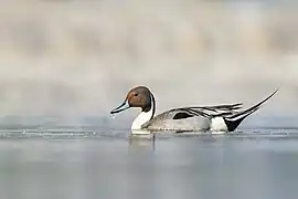 Un canard pilet sur le lac Taudaha (ne), dans la vallée de Katmandou (Népal).