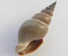 Northia northiae