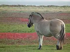 Cheval marron clair vu de trois quart dos.