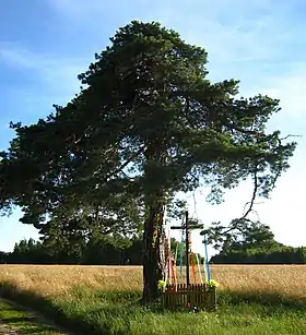 Nowe Kozłowo