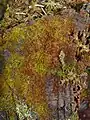 Nowellia curvifolia sur la section, en décomposition, d'un arbre mort