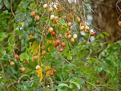les fruits sont des drupes