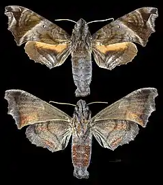 Nyceryx magna