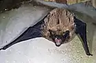 Noctule des Açores