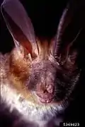 Le Nyctère de Thébaïde (en) (Nycteris thebaica), un Nycteridae.
