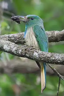 Guêpier à barbe bleue