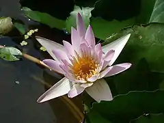 Fleur épanouie