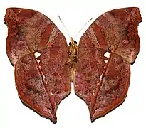 Salamis anteva, revers.