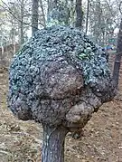 Un broussin sur un chêne. Wellfleet, Massachusetts, États-Unis.