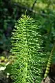 Equisetum  Oasi WWF Palude Busatello à Gazzo Veronese Italie