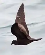 Oceanodroma markhami