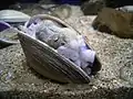 Octopus ocellatus