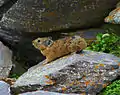 Pika de l'Altaï, monts Saïliouguem.