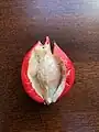 Fruit.