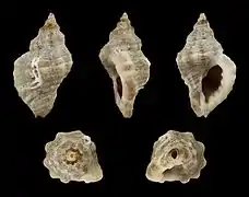 Ocinebrina edwardsii.