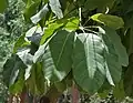 Détails des feuilles