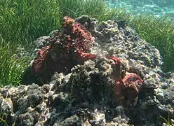 Couple de poulpes des récifs (Octopus cyanea), en plein accouplement.