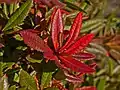 Berberis julianae (mai 2018)