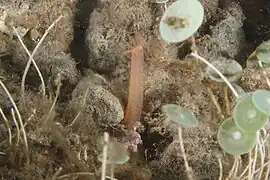 Oestergrenia digitata