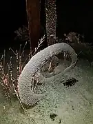 Une des Orbes de Borbe enneigée.