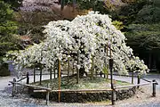 Sengan-zakura.