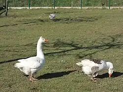 Couple d'oies normandes à l'écomusée du pays de Rennes (variété Bavent)