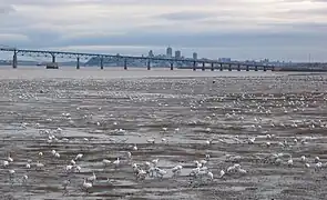 De nombreuses oies qui s'alimentent sur le Saint-Laurent, au fond la ville de Québec