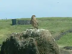 Oiseau perché au sommet d'un Moaï (gros plan)