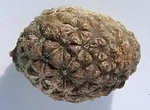 Thèque fossilisée de paracrinoïde.