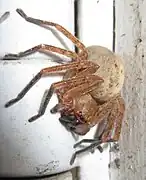 Olios argelasius ♀