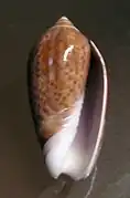 Oliva peruviana subcastanea