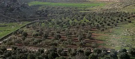 Oliveraie à as-Samu (à 12 km d'Hébron), 2013