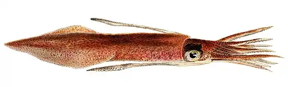 Ommastrephes bartramii