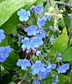 Fleurs