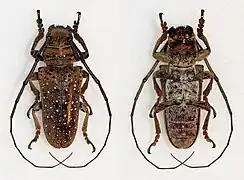 Oncideres gutturator - vue dorsale et ventrale..