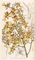 Oncidium cebolleta ou Trichocentrum cebolleta.