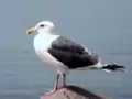 Goéland à manteau ardoisé