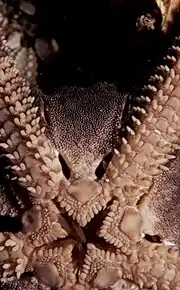 Gros plan sur la bouche d'une Ophiderma wahlbergi Le madréporite est visible à gauche.