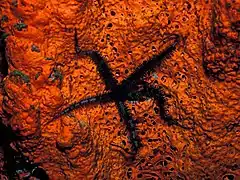 Ophiocoma echinata sur une éponge Agelas clathrodes.