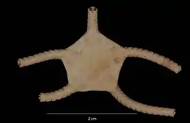 Ophiogona doederleini (USNM).