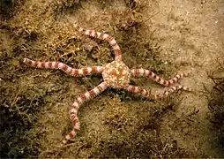 Ophiolepis impressa