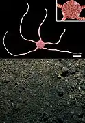 Ophioleuce brevispinum