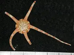 Ophiomusa australe.