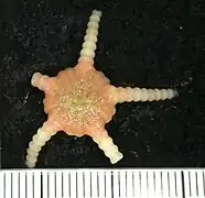 Ophiomusa relicta.