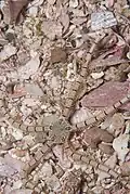 Ophionereis dubia