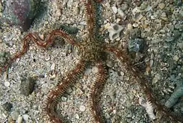 Ophionereis porrecta (complexe d'espèces)