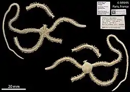 Ophionereis sykesi