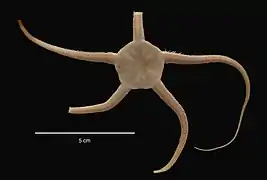 Ophionotus victoriae